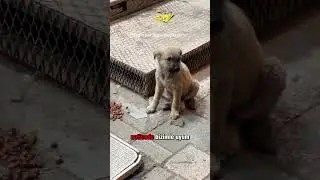 The Lie of the Stray Dog Problem from the Ottoman Empire to the Present 