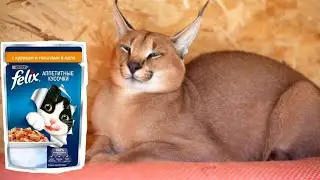Шлепа рекламирует корм Феликс / Felix / флопа / флуппа