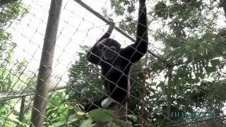 Чита и другие мартышки. THAI-DIVE.RU