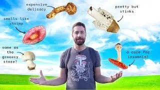 The COOLEST Mushrooms You’ve Never Heard Of (Mushroom Month #3)