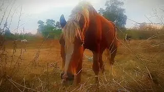 ФУТАЖ ДЛЯ МОНТАЖА. Рыжий конь с белой гривой ест траву.