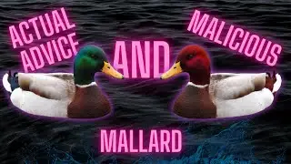 Actual advice and malicious mallard - meme compilation