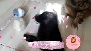 💓 Спинальник Тедди такой богатый собственник 😁