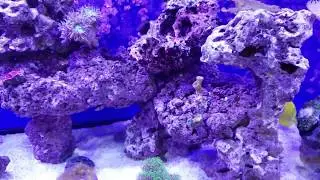 125 gallon reef tank bi-monthly update - 11 9 18