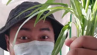 Harvest & Cooking Hydroponic Kangkoong