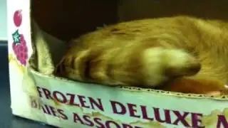 Cat Whip Flow