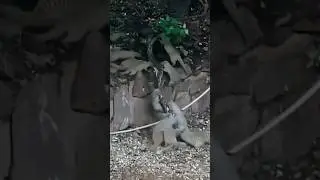 Мангусты НАПАЛИ на змею😳