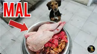 ❌ 6 ERRORES de Principiantes en la DIETA BARF 🐶