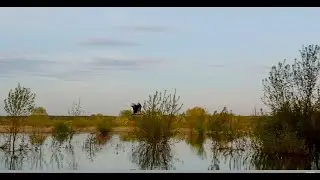 Аист в поисках еды для подруги, а подруга высиживает птенцов/Аисты в ожидании птенцов