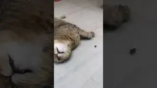 охотничья порода кота