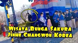 VLOG #2 (JINHE CHANGWON) WISATA BUNGA SAKURA DI KOREA