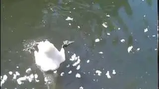 Лебедь ныряет за рыбой, прикол.