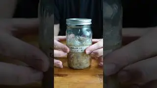 KOJI de cebada para hacer GARUM de pollo como el restaurante NOMA #fermentosyexperimentos