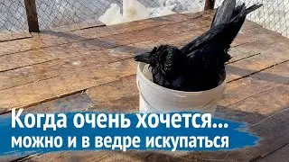 Что купить ворону в магазине? Гоша купается в ведре / делаем приборку и занимаемся с головоломкой.