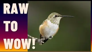 LIGHTROOM RAW EDIT : How to attract HUMMINGBIRDS and process HIGH ISO RAW image