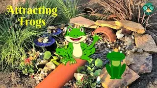 How to Attract Frogs to Your Garden? How to Attract Frogs to Your Yard?