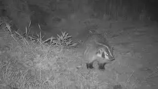 American Badger Sniffing Around