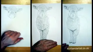 Drawing of a young sheep with a pencil
