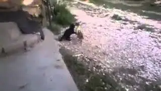 Утенок и котенок))