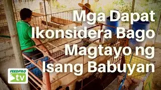 Mga Dapat Ikonsidera Bago Magtayo ng Isang Babuyan