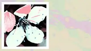 Emancipator & Koresma - Cherry Blossom
