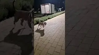 Амстафф Локи 3 года | Дипломатия | Стаффорд | Amstaff Loki