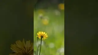 The edit vs the raw 