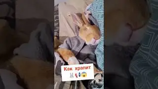 Как храпит кролик 😱 How does a rabbit snore?
