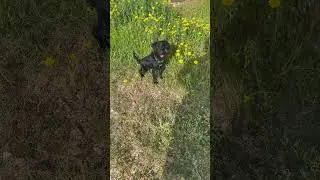 Mona action