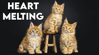 Why Maine Coons might be the GREATEST cat breed!