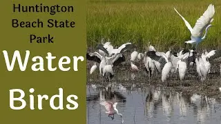 Water birds found in the saltwater tidal marsh
