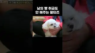 13년 경력직 말티즈 노견의 줏대 있는 애교 #shorts