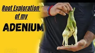 Let's Explore the Roots of my Adenium! | Adenium Codex Development | Adenium Obessum | gardening