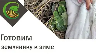 Готовим землянику к зиме