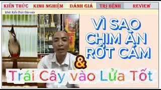 Nguyên nhân Chim chào mào ăn Rơi cám ra ngoài, và trái cây vào Lửa tốt