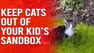 How to Keep Cats Out of Your Kid’s Sandbox - How to Stop Cats from Using a Sandbox as a Litter Box