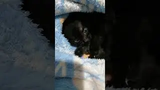 Чудесная девочка #kitten #афина #cat #catlover #котик