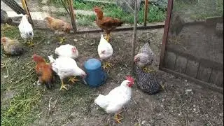 Начало забоя не бройлерной птцы. Куры породы Геркулес.