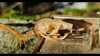 Mouse Skeleton in a Trap