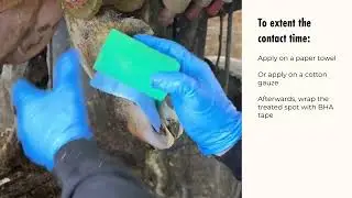 Boviderma SQUEEZE; how it's used in practice