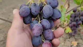 ГФ Винограда: ЭКЗОТИЧЕСКИЙ,ДУНАЙ (КАЛУГИН В.М.). Тел: 8989 538 12 89 (Ватсап,Телеграмм).