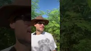 Discover the Profit Potential of Moringa Tree Growing in Tampa Bay Area