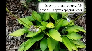 Hostas in the Garden: A Review of Category M Hosta Varieties (Medium Hostas) - Part 1