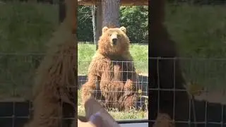 feed the smart bear #shorts #bear #animals