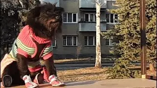 Собака Марта в городе/Встреча с драчуном и добряком