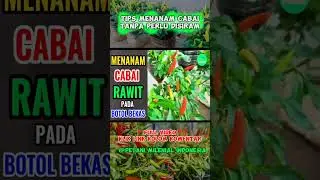 Menanam Cabai Tanpa Perlu Siram - Petani Milenial