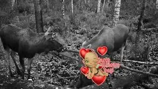 Лоси гон - молодые