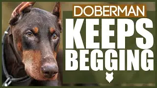 How To Stop Your DOBERMAN BEGGING