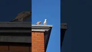 Babymöwe bettelt Mutter an