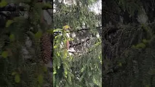 Спонтанное путешествие - незнакомый Рахов- дорога на Косовскую Поляну. 04.05.2023
